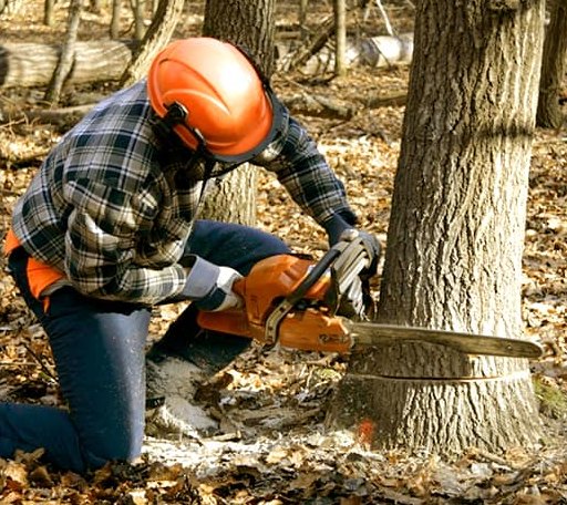 Tree Removal in Canton, GA